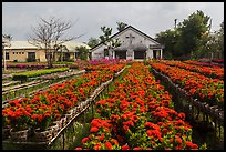 Rows of potted red flowers. Sa Dec, Vietnam (color)