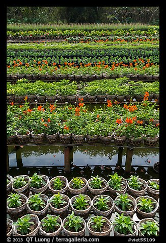 Potted flowers rows. Sa Dec, Vietnam