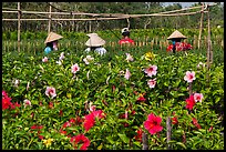 Flowers and workers in flower field. Sa Dec, Vietnam (color)