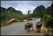 Man walking down two water buffaloes down the road, Ma Phuoc Pass area. Northeast Vietnam (color)