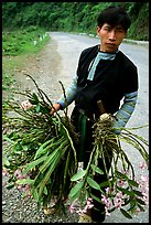 Man of Hmong ethnicity selling wild orchids, near Moc Chau. Vietnam (color)