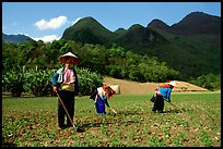 Dzao women raking the fields, near Tuan Giao. Northwest Vietnam (color)