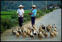 Thai women herding ducks, Tuan Giao. Northwest Vietnam ( color)