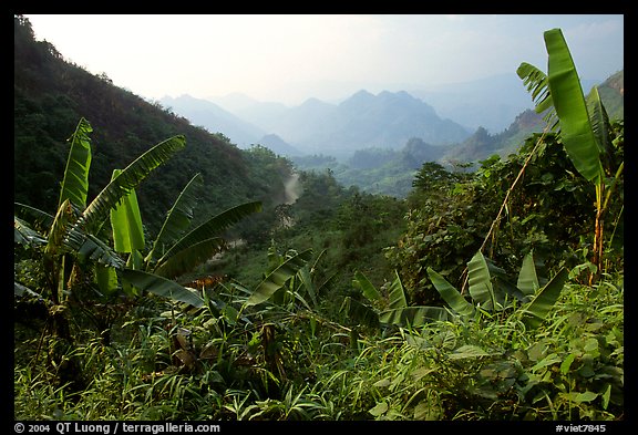 Banana leaves and mountains, between Lai Chau and Tam Duong. Northwest Vietnam (color)
