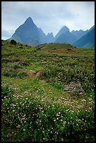 Wildflowers and peaks in the Tram Ton Pass area. Sapa, Vietnam (color)