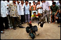 Rooster fight is a popular past time. Mekong Delta, Vietnam ( color)
