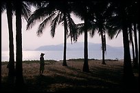Palm-tree fringed beach, Nha Trang. Vietnam ( color)
