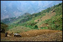 Working on a hill side with a water buffalo. Sapa, Vietnam ( color)