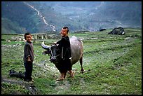 Playing with the water buffalo. Sapa, Vietnam ( color)