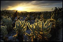 Cholla Cactus Garden, Joshua Tree National Park. 