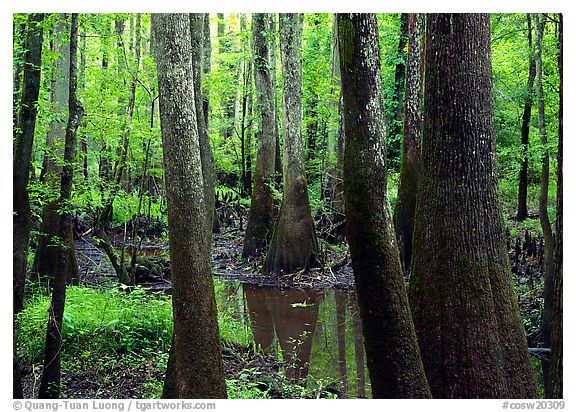 Congaree National Park, South Carolina.  ()