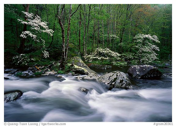 Middle Prong of the Little River,  Great Smoky Mountains National Park.  ()