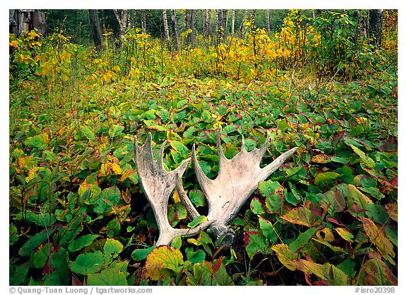 Windego, Isle Royale National Park, Michigan.  ()