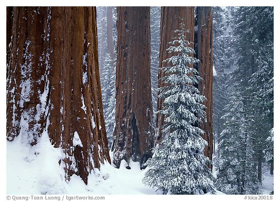 Grant Grove, Kings Canyon  National Park, California.  ()