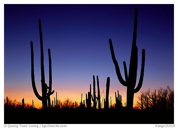 Saguaro  National Park, Arizona.  ()