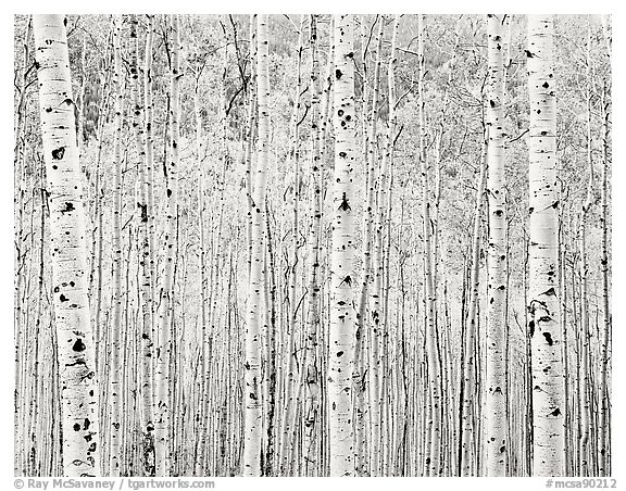 Aspen Grove, Colorado, 1986.  ()