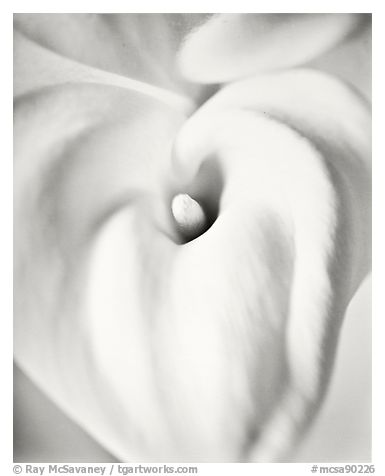 White Calla Lily against Mylar, 2002.  ()