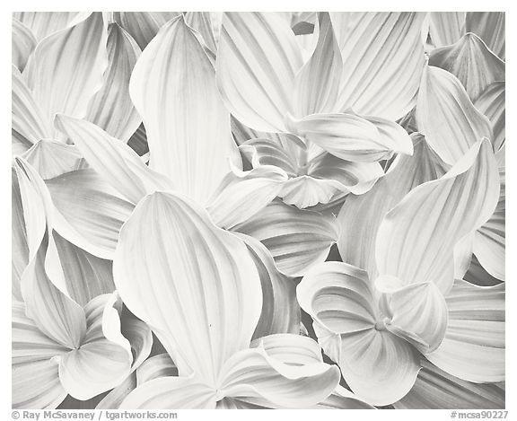 Corn Lilies, 1977.  ()