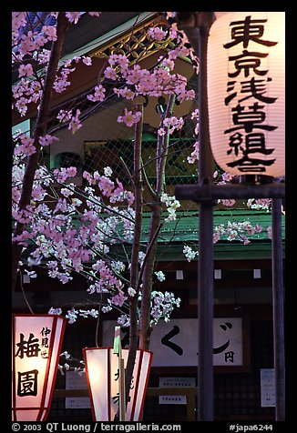 Lanterns and cherry blossoms on Nakamise-dori, Asakusa. Tokyo, Japan