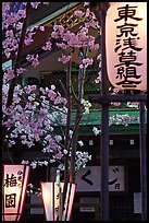 Lanterns and cherry blossoms on Nakamise-dori, Asakusa. Tokyo, Japan ( color)