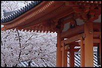 Cherry tree in bloom and temple roof. Kyoto, Japan (color)