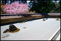 Ryoan-ji Temple has on of the most famous Zen gardens in the karesansui (dry landscape) style, a collection of 15 rocks in a sea of raked sand, enclosed by an earthen wall. Kyoto, Japan