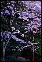Cherry trees along the Tetsugaku-no-Michi (Path of Philosophy) at dusk. Kyoto, Japan (color)