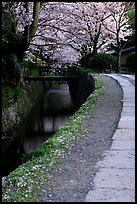 Tetsugaku-no-Michi (Path of Philosophy), a route beside a canal lined with cherry trees. Kyoto, Japan (color)
