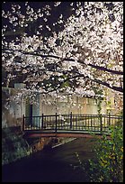 Bridge across a canal and cherry tree in bloom at night. Kyoto, Japan (color)