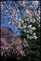 Sakura flowers: branch of white and red blossoms. Kyoto, Japan (color)