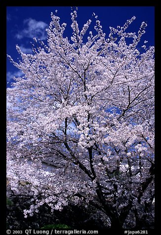 Sakura: flowering cherry tree. Kyoto, Japan (color)