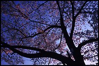 Cherry tree blossoming at sunset. Kyoto, Japan ( color)