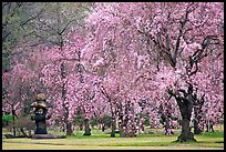 Pink Cherry trees on temple grounds. Kyoto, Japan (color)