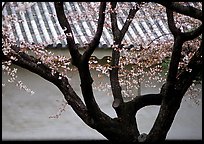 Trunk of cherry tree and temple wall. Kyoto, Japan
