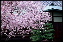 Sakura cherry blossoms and temple detail. Kyoto, Japan ( color)