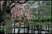 Cherry blossoms, pine tree, and temple wall, Sanjusangen-do Temple. Kyoto, Japan ( color)