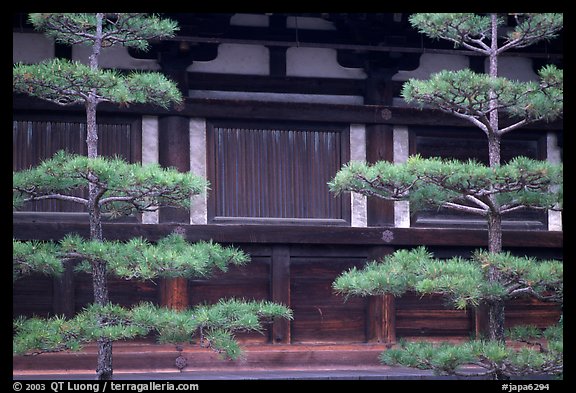Pines and wooden walls, Sanjusangen-do Temple. Kyoto, Japan (color)