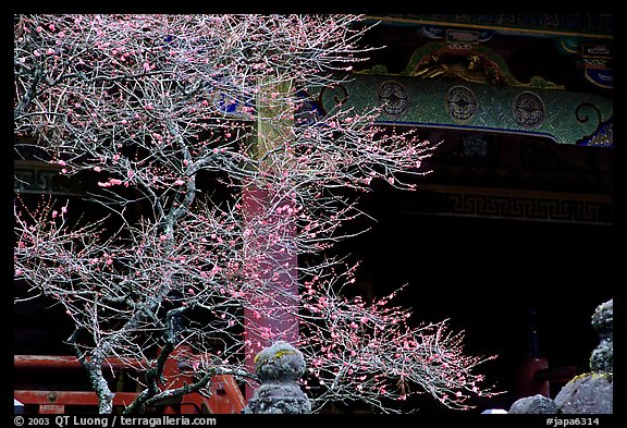 Delicate cherry tree and temple. Nikko, Japan (color)