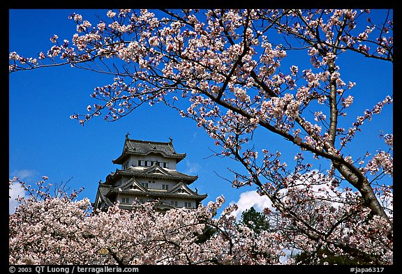 Branch with cherry flowers and castle. Himeji, Japan (color)