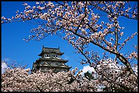Branch with cherry flowers and castle. Himeji, Japan ( color)