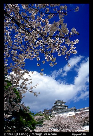 Cherry blooms and castle. Himeji, Japan (color)