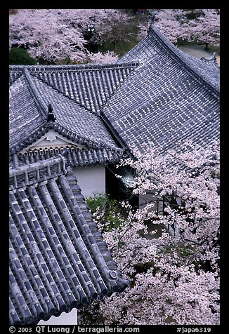 Roofs and cherry blossoms seen from the castle donjon. Himeji, Japan