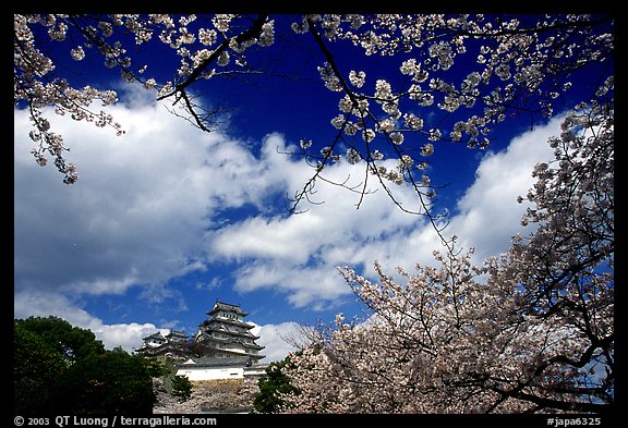 Branches of cherry blossoms and castle. Himeji, Japan (color)