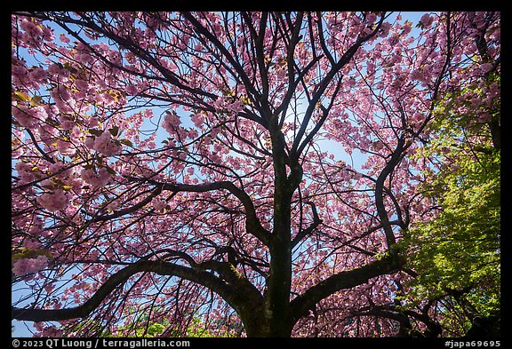Cherry tree in bloom, Shinjuku Gyoen National Garden. Tokyo, Japan (color)