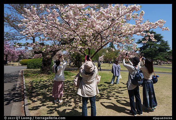 Visitors taking pictures of cherry tree in bloom, Shinjuku Gyoen National Garden. Tokyo, Japan (color)