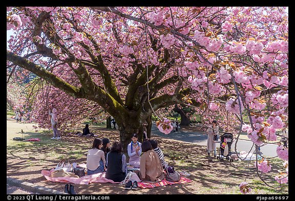 Gathering under cherry tree in bloom, Shinjuku Gyoen National Garden. Tokyo, Japan (color)