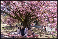 Gathering under cherry tree in bloom, Shinjuku Gyoen National Garden. Tokyo, Japan ( color)