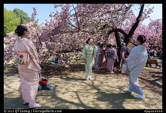 Japanese women in kimono pose for pictures under cherry tree in bloom, Shinjuku Gyoen National Garden. Tokyo, Japan (color)