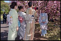 Kimono-clad Japanese women and cherry tree in bloom, Shinjuku Gyoen National Garden. Tokyo, Japan ( color)