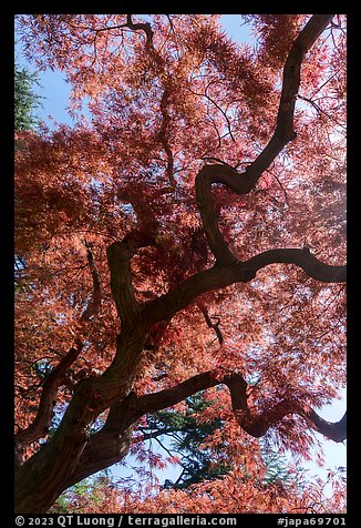 Japanese Maple. Tokyo, Japan (color)